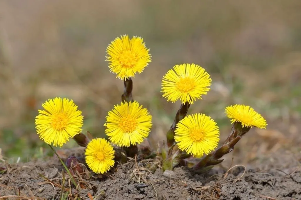 گیاه پای خر