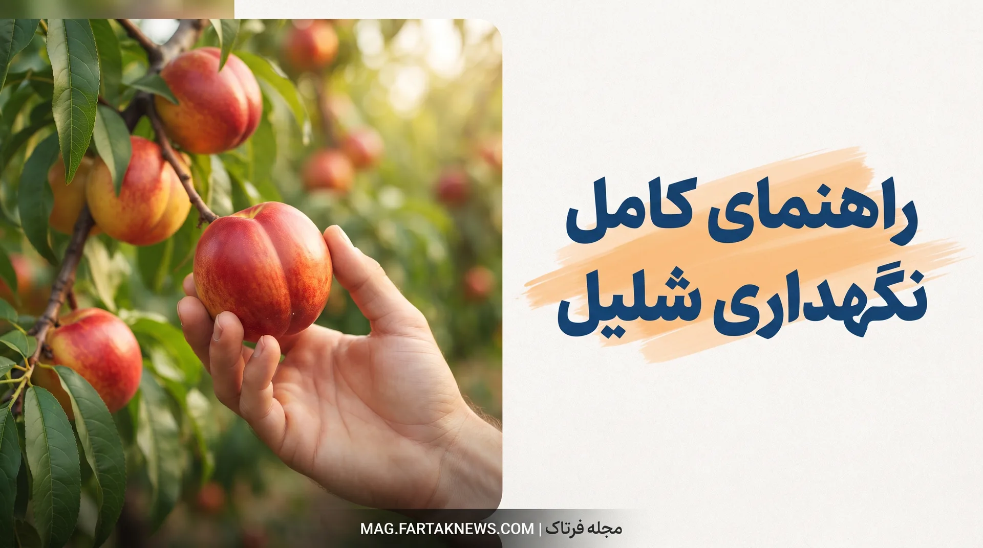 راهنمای کامل نگهداری شلیل