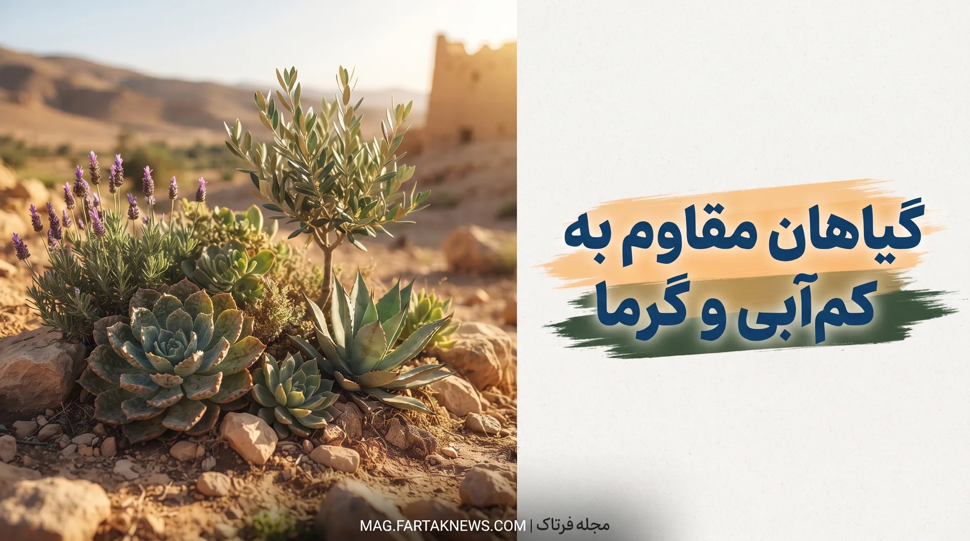 گیاهان مقاوم به کم‌آبی و گرما